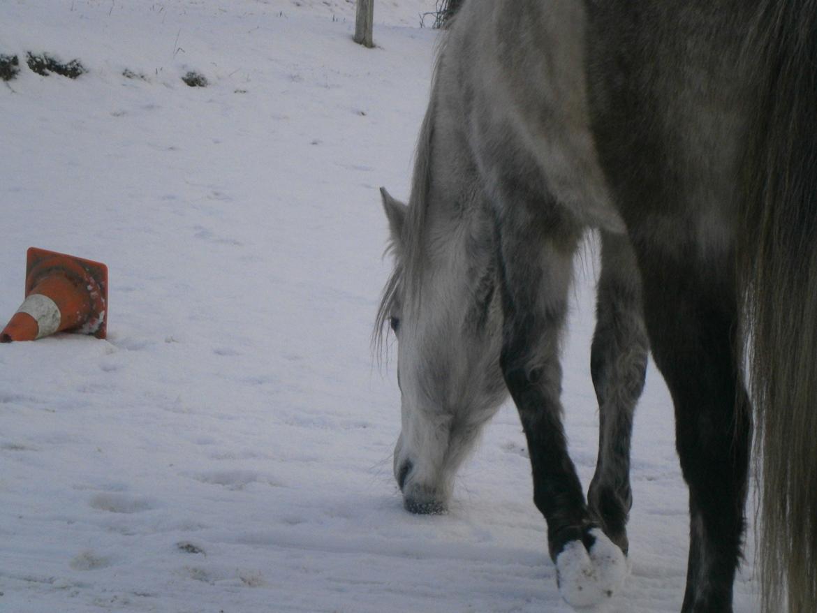 Anden særlig race Sigge - Foto: Emma C billede 15