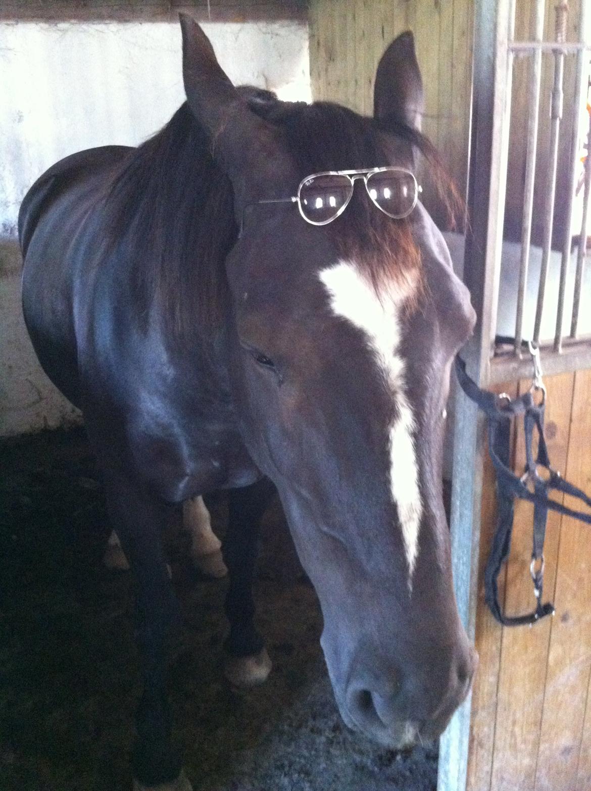 Oldenborg Gelique billede 2