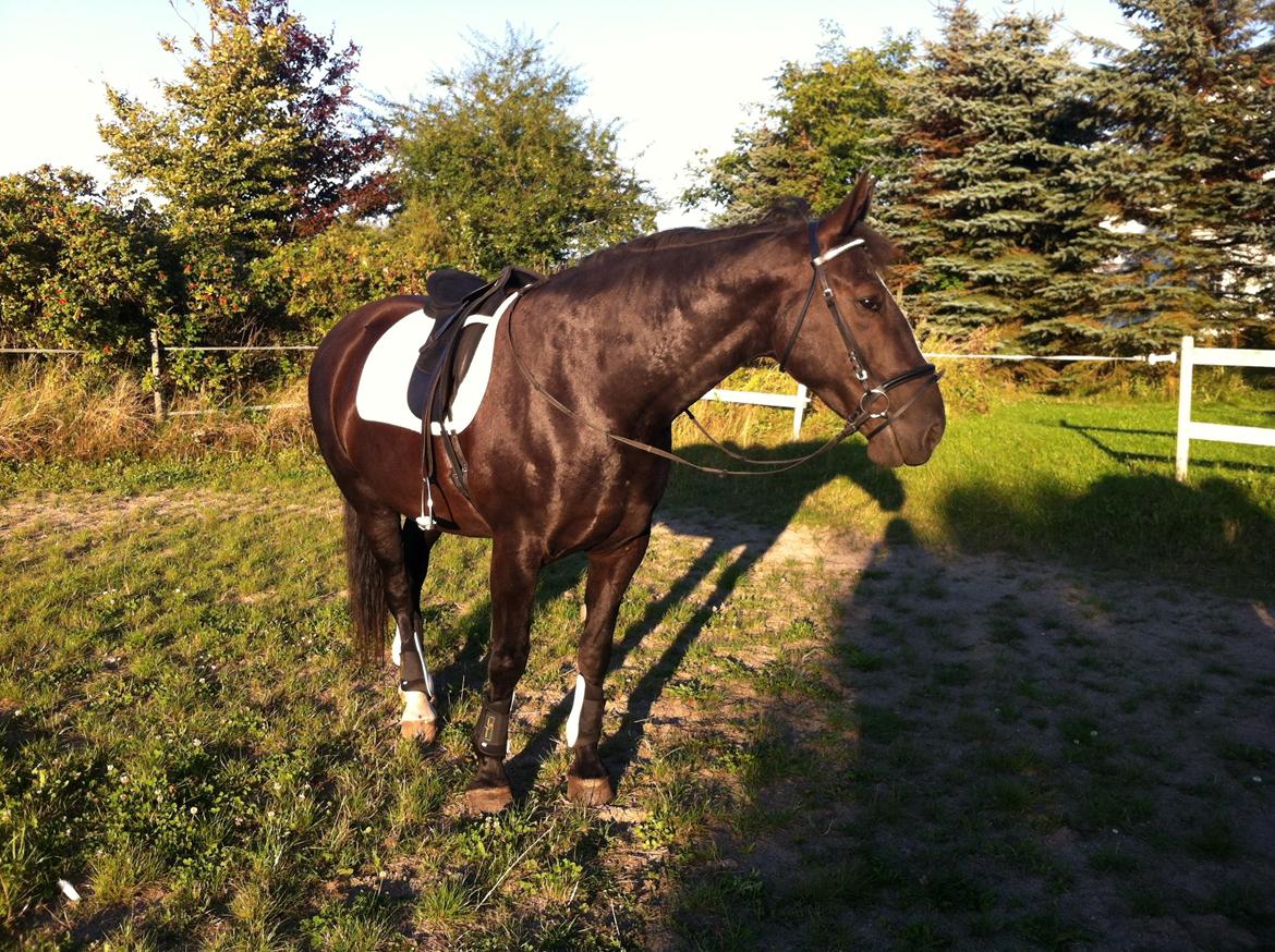 Oldenborg Gelique billede 5