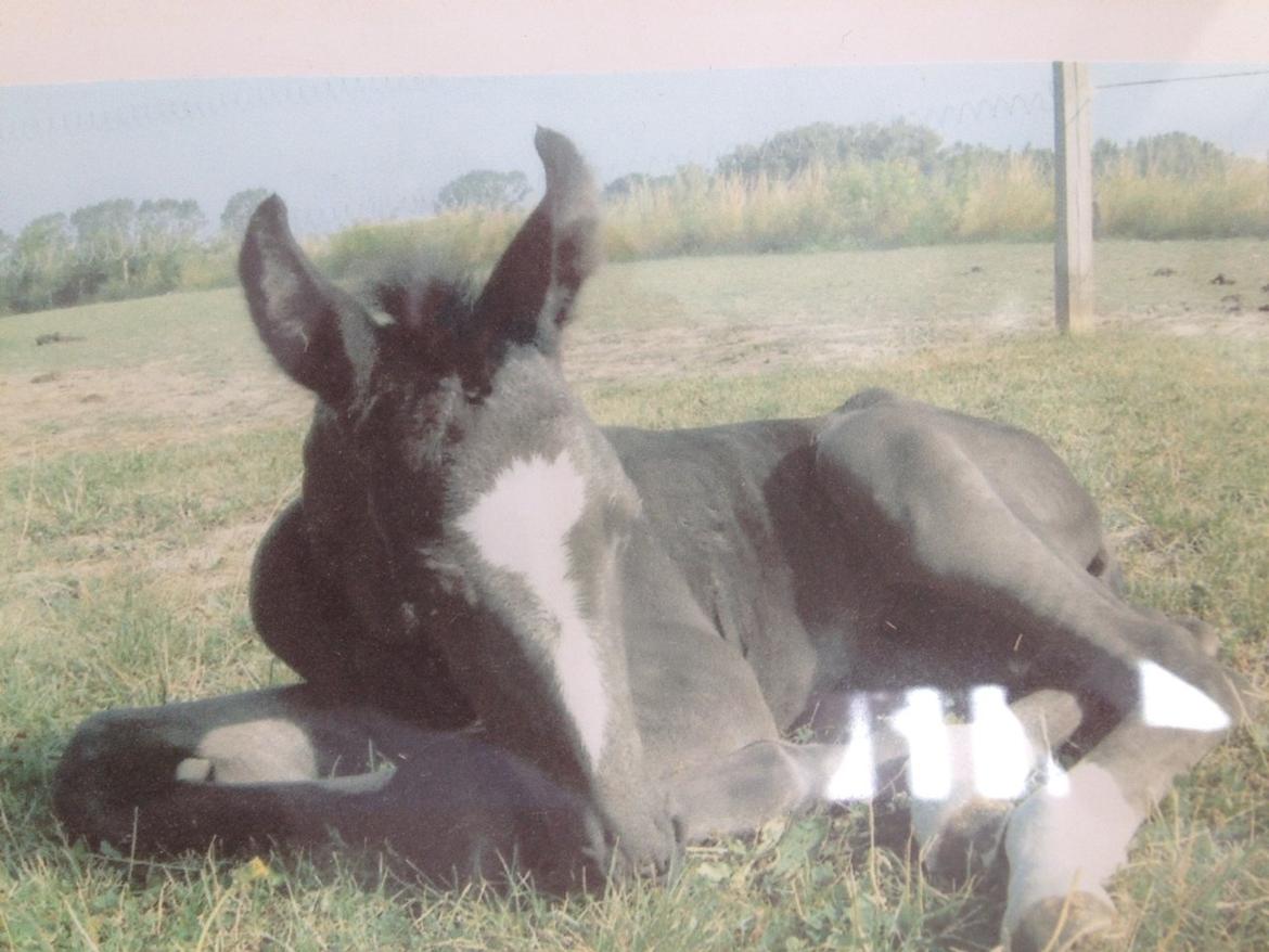 Oldenborg Gelique - Baby følle billede 9