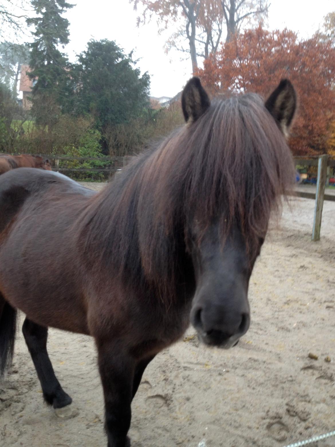 Islænder Hrafntinna fra Langtved - Hrafntinna på fold <3 billede 8