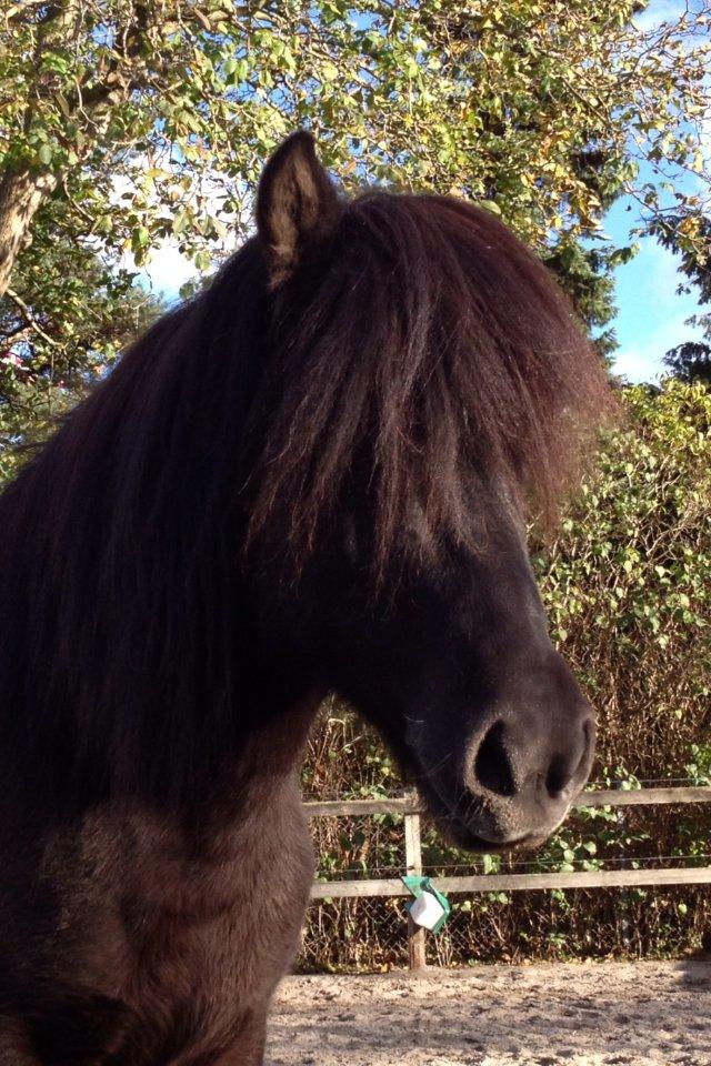 Islænder Hrafntinna fra Langtved - Hraffe <3 billede 9