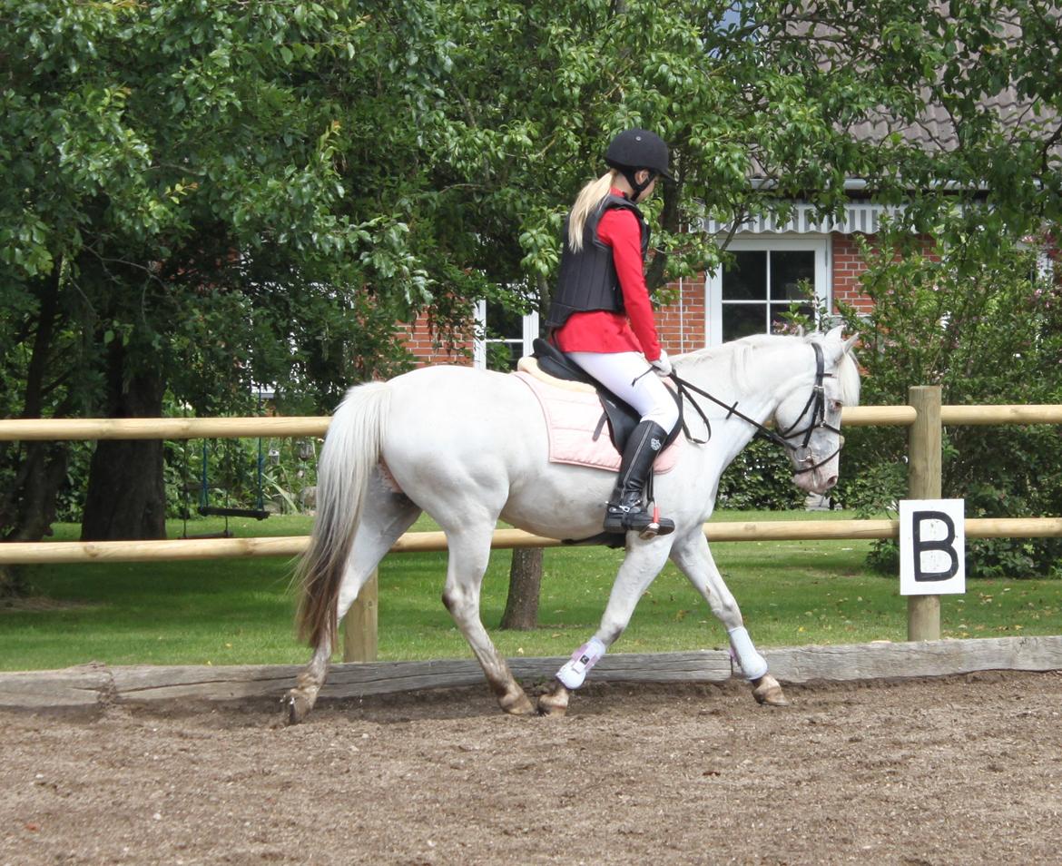 Anden særlig race Jasmine (Snuske) billede 15