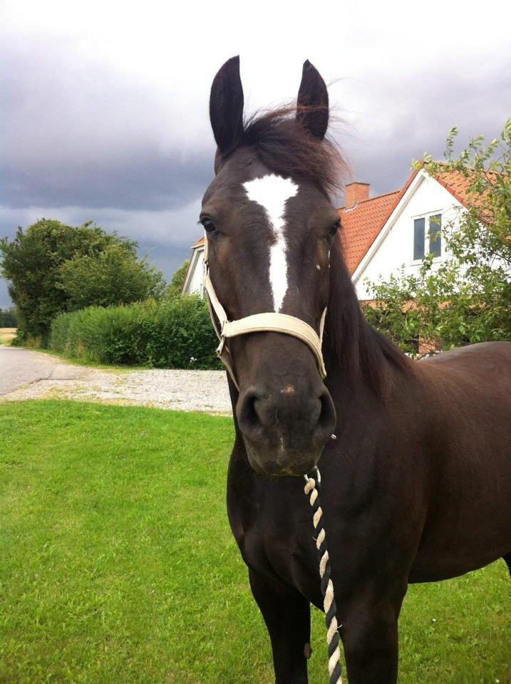 Oldenborg Gelique billede 10