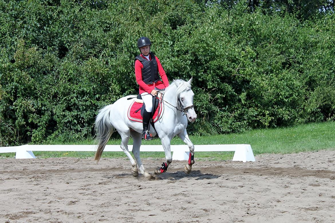 Anden særlig race Jasmine (Snuske) billede 19