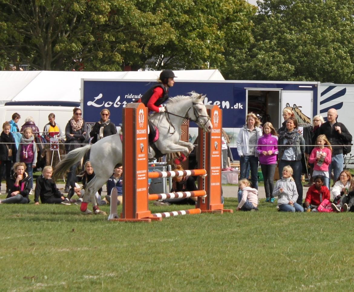 Anden særlig race Jasmine (Snuske) billede 22