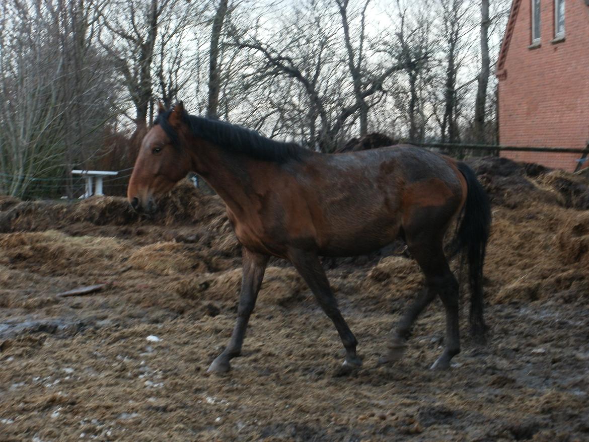 Anden særlig race Lucas - På fold, december 2012 billede 16