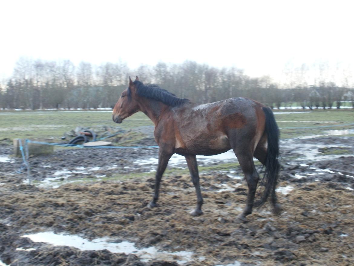 Anden særlig race Lucas - På fold og møg beskidt :-) december 2012 billede 17