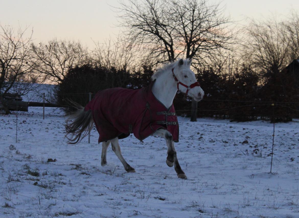 Anden særlig race Jasmine (Snuske) billede 23