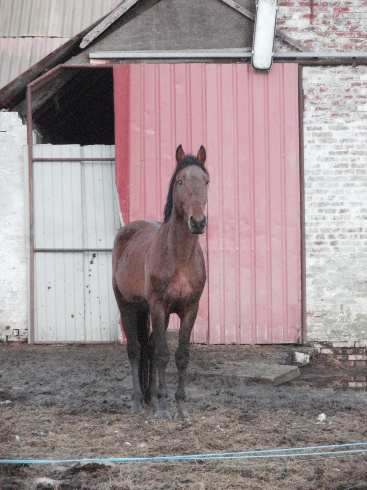 Anden særlig race Lucas - Hallo jeg vil faktisk gerne ind nu! billede 18