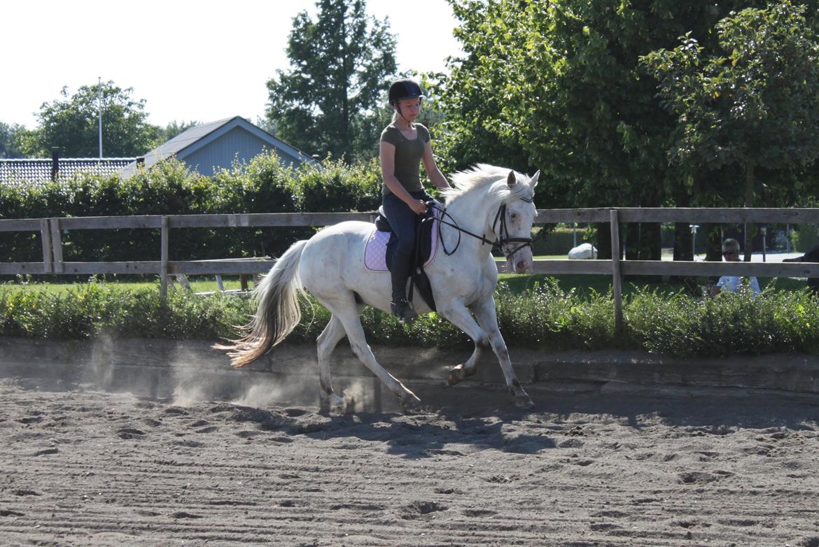 Anden særlig race Jasmine (Snuske) billede 7