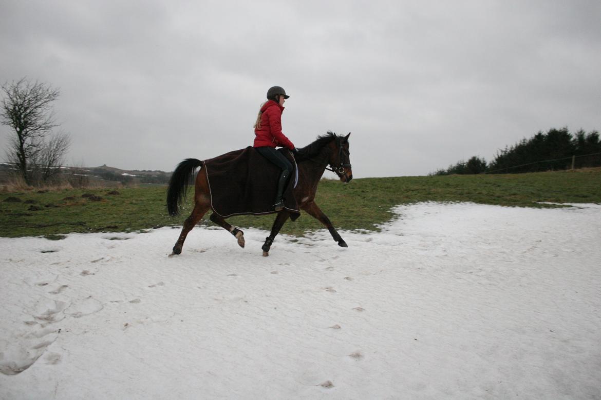 Anden særlig race Bahia billede 2