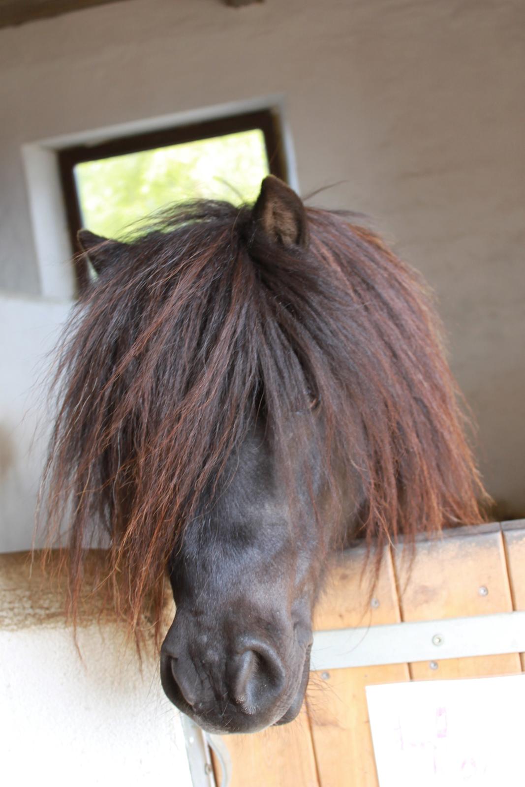 Shetlænder Hony Pony ( Honse ) billede 13