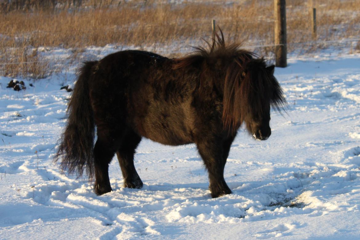 Shetlænder Hony Pony ( Honse ) billede 17