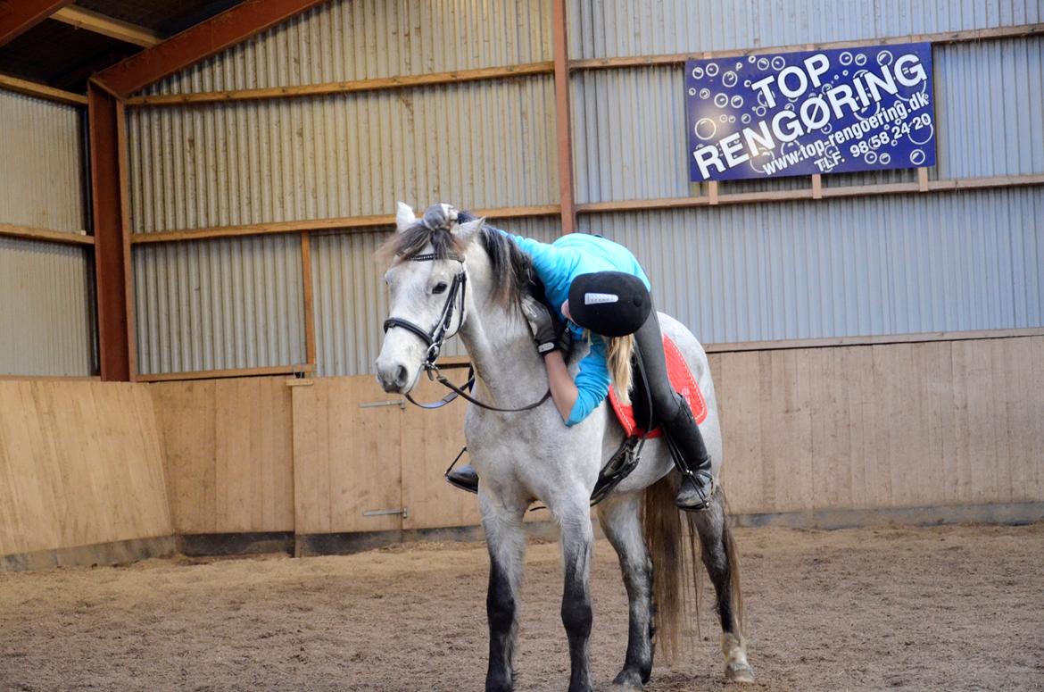 Welsh Pony (sec B) Låddenhøjs Toby (Lånepony) billede 1