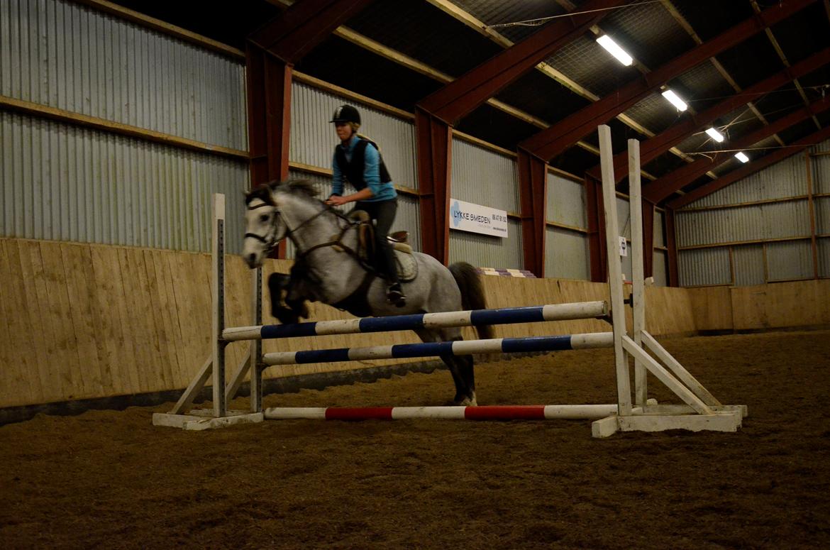 Welsh Pony (sec B) Låddenhøjs Toby (Lånepony) billede 9
