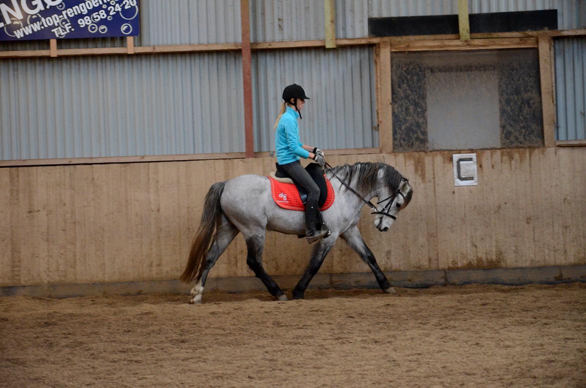 Welsh Pony (sec B) Låddenhøjs Toby (Lånepony) billede 5