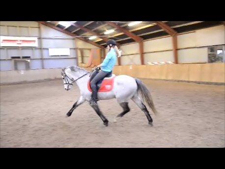 Welsh Pony (sec B) Låddenhøjs Toby (Lånepony) billede 4