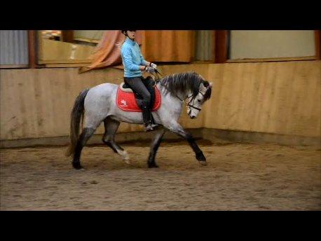 Welsh Pony (sec B) Låddenhøjs Toby (Lånepony) billede 13