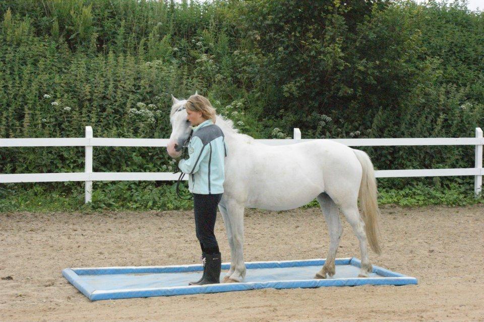 Anden særlig race Savannah - agility bane fra BBH ridelejren :) billede 15