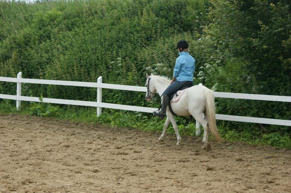 Anden særlig race Savannah billede 17