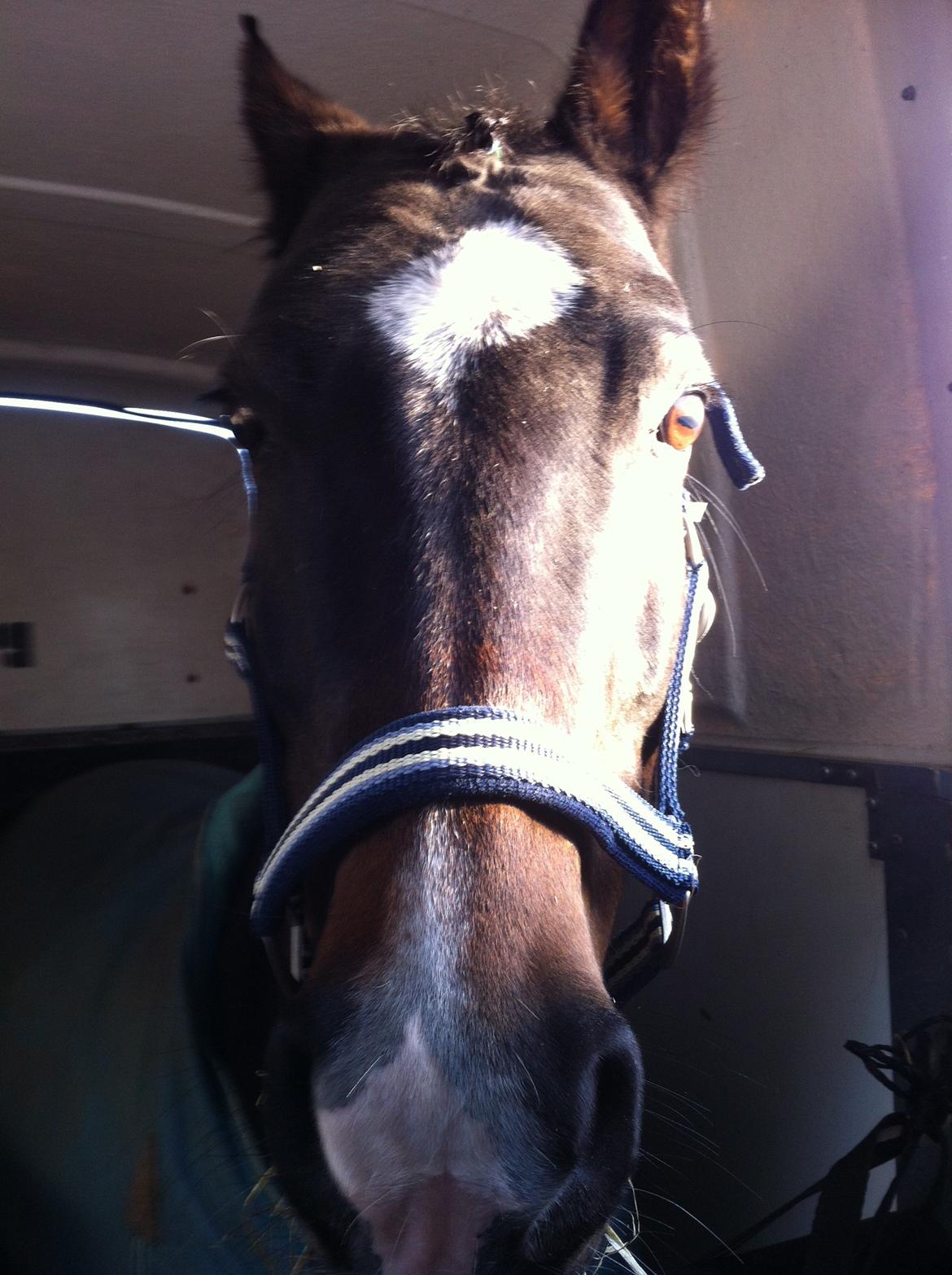 Welsh Partbred (Sec F) Tongerveld's Amor - på vej til stævne billede 8