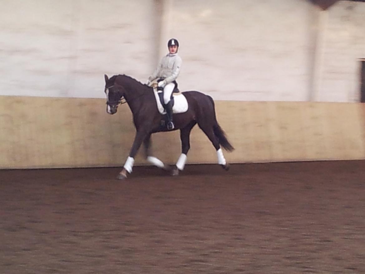 Dansk Varmblod Daner Canto - Opvarmning i Egtved billede 20