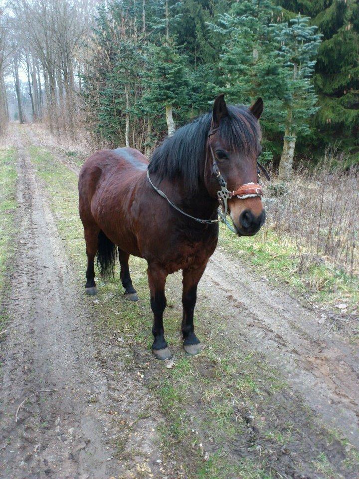 Anden særlig race Tawra *Min bedste ven* - Min dejlige dreng i skoven, efterår 2012 :-* billede 7