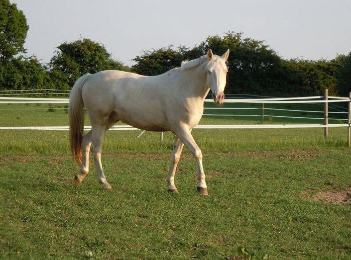 Palomino Blanco - Dejlige Blanco ! Sommer 2012 billede 1