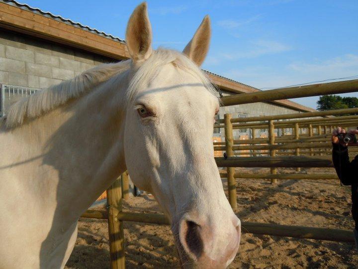 Palomino Blanco billede 2