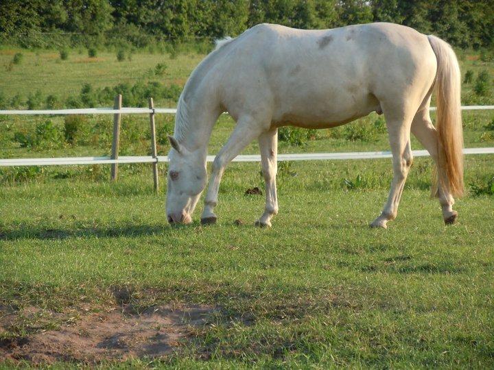 Palomino Blanco billede 3