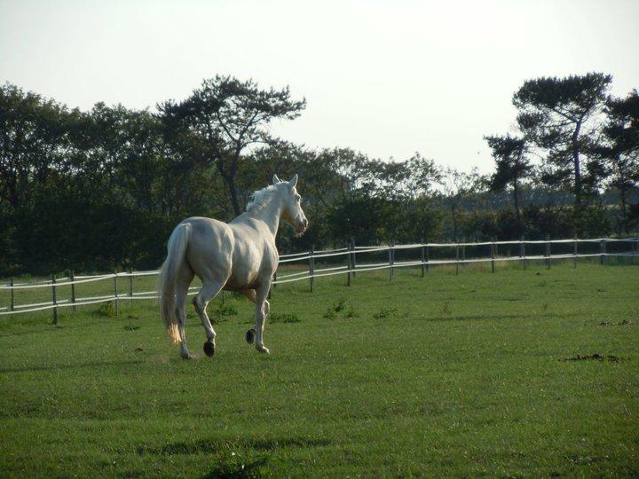 Palomino Blanco billede 4