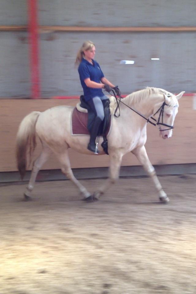 Palomino Blanco - Belinda og Blanco :-) billede 5