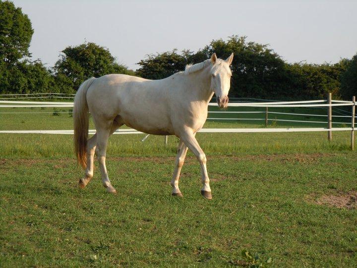 Palomino Blanco billede 6