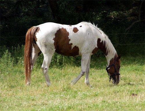 Pinto Whitney Lightfoot billede 4