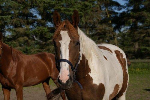 Pinto Whitney Lightfoot billede 5