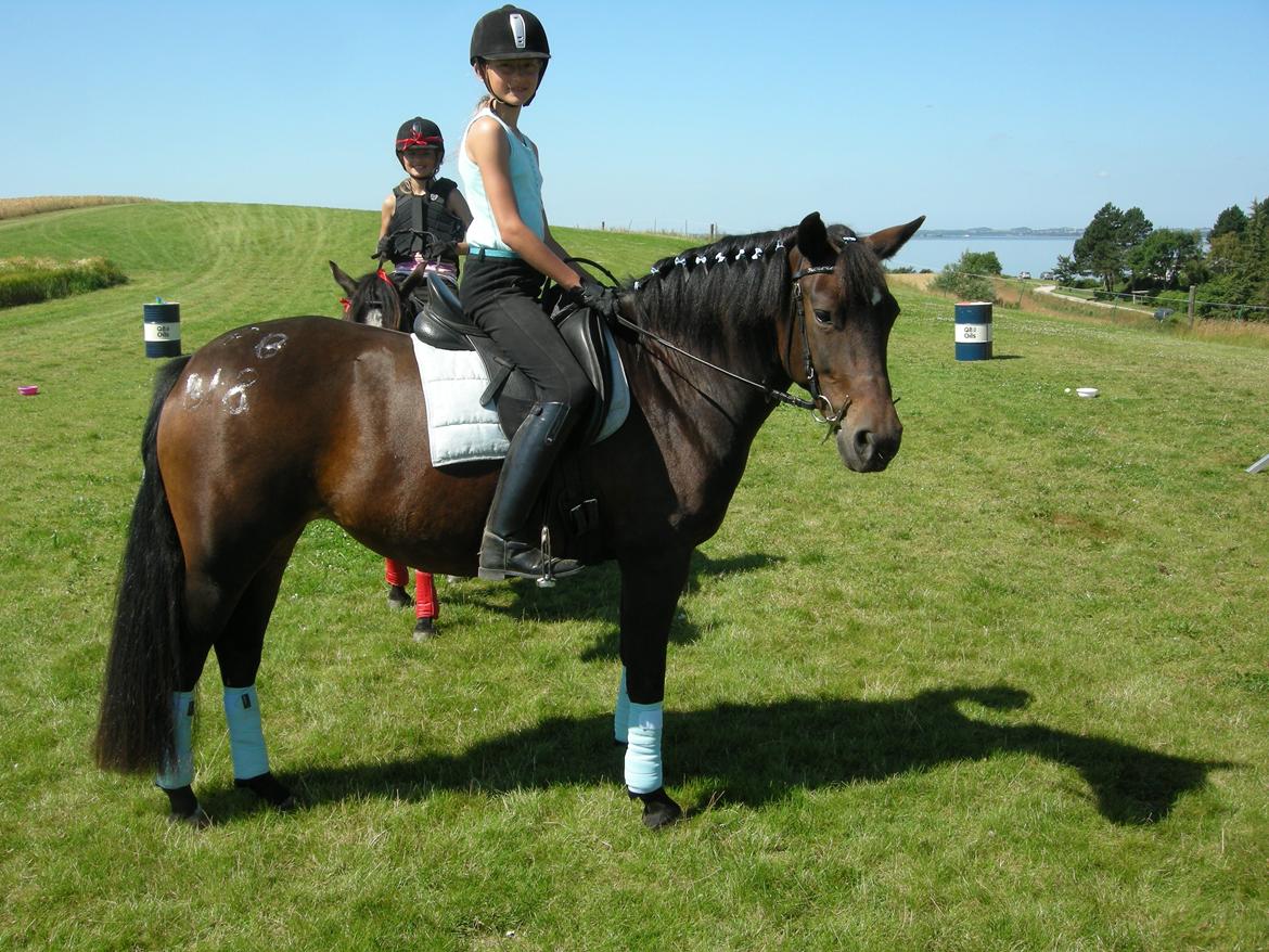 New Forest Hamborgs Fuchsia - Ridelejr 2012 - Ponygames vi vandt :D billede 7