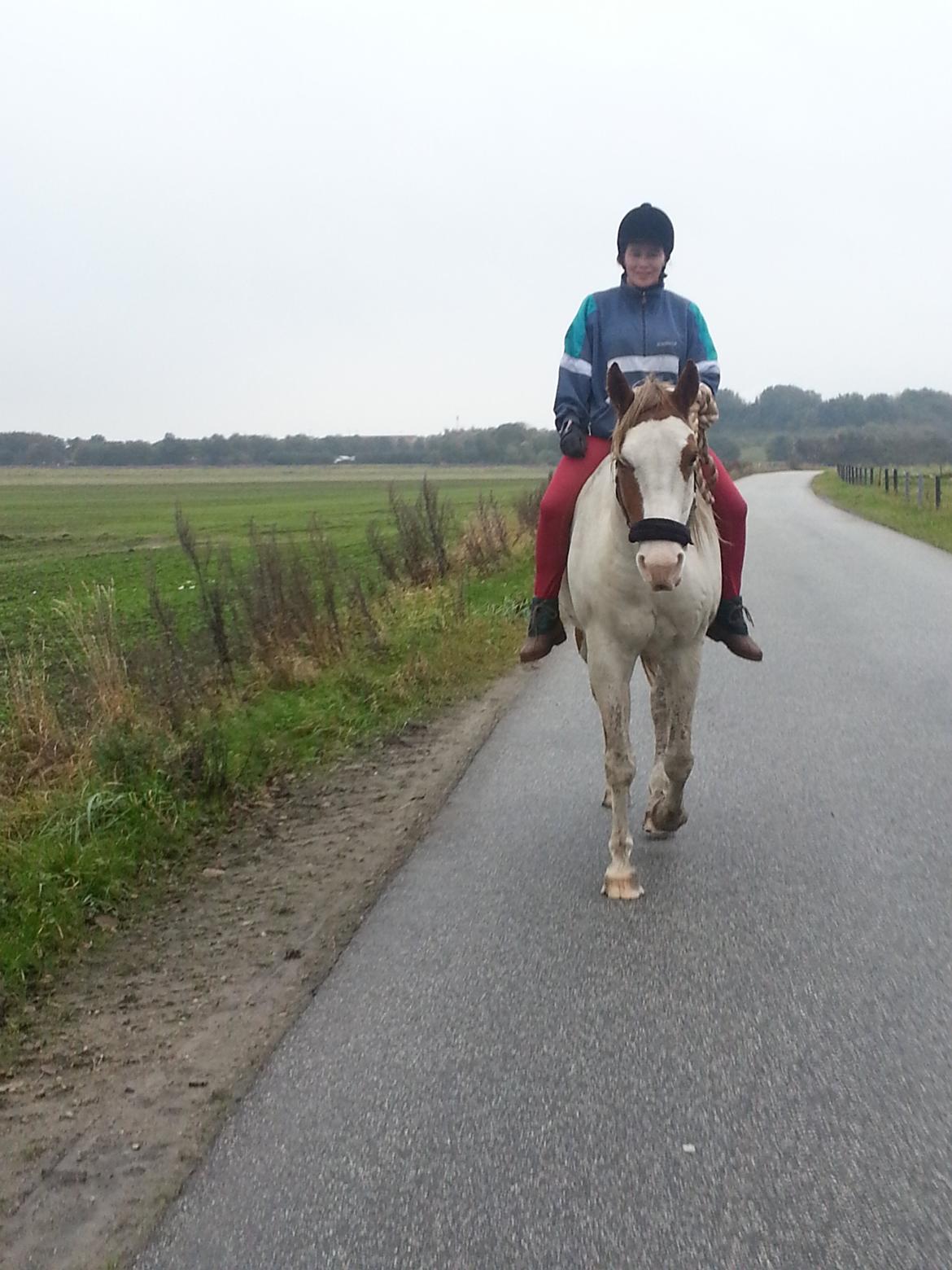 Pinto junior - min søster på junior :O) billede 17