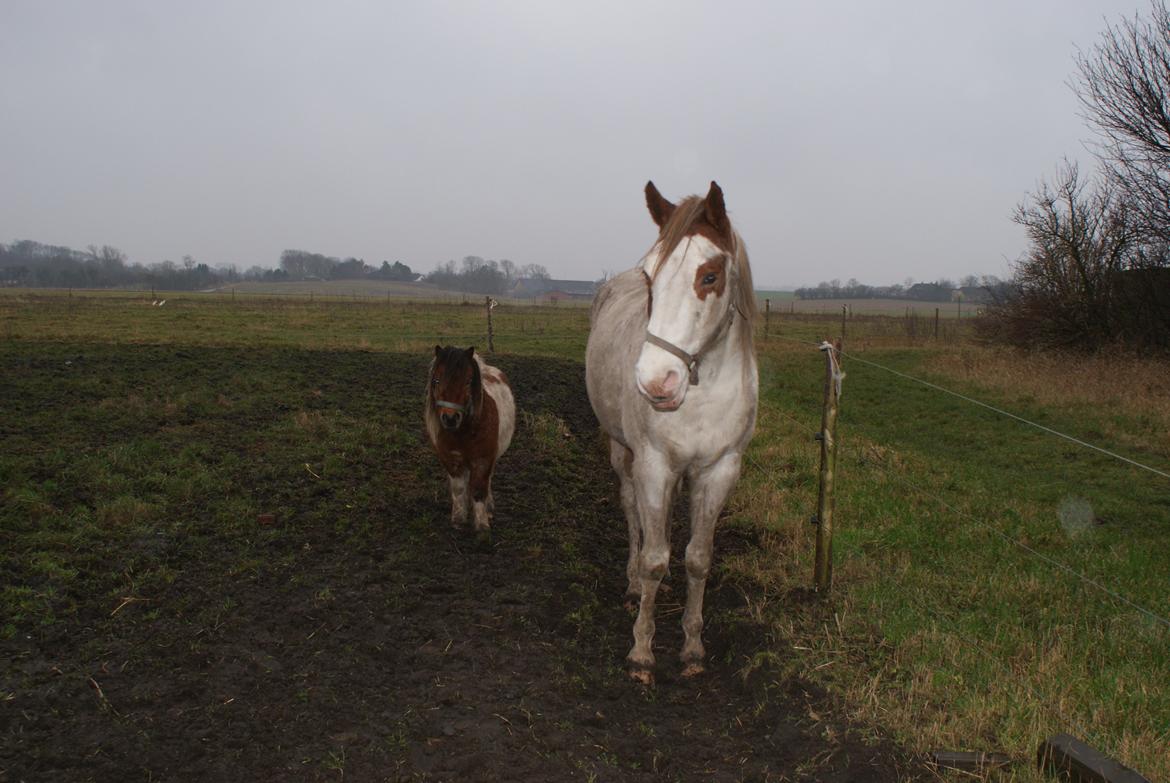 Pinto junior - 2 super heste :) basse og junior billede 18