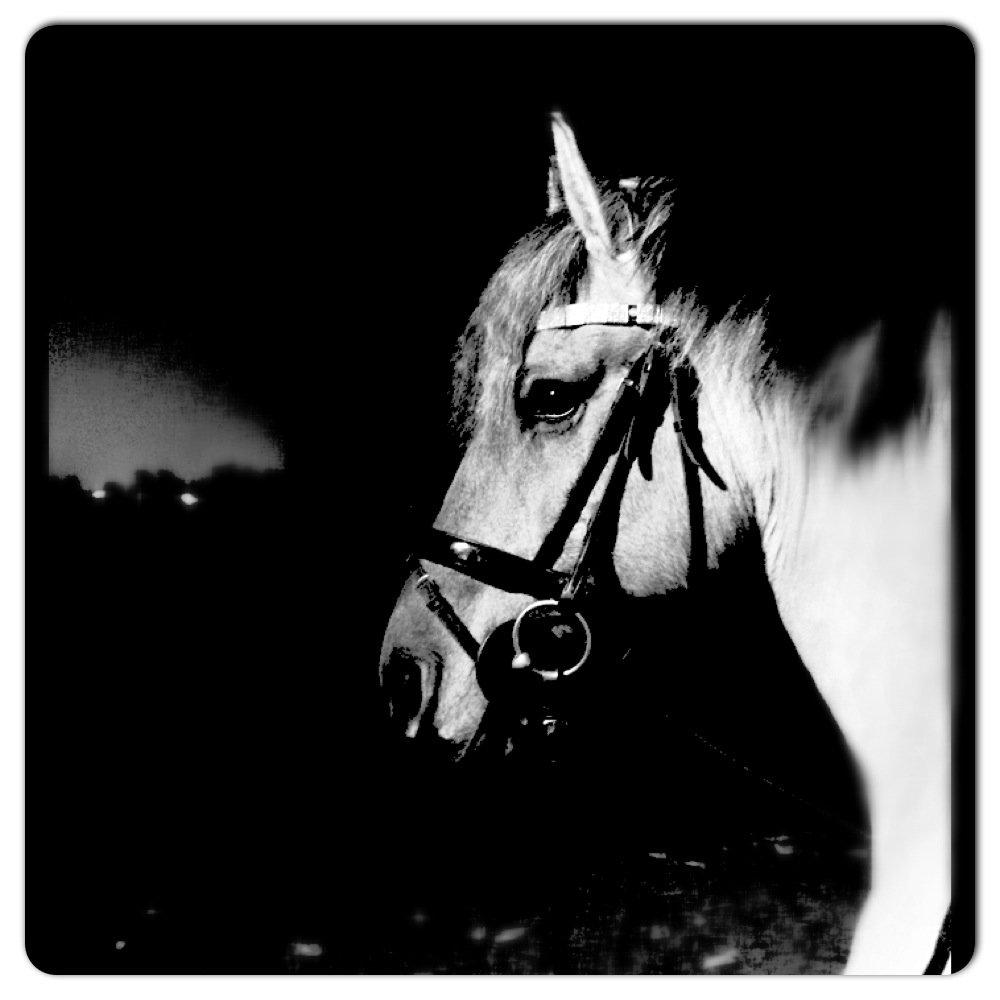 Anden særlig race Åbygårds Tornado billede 15