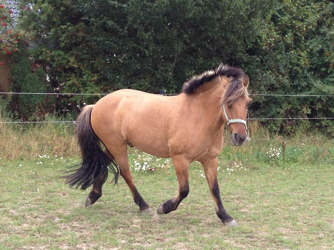 Anden særlig race Åbygårds Tornado billede 16