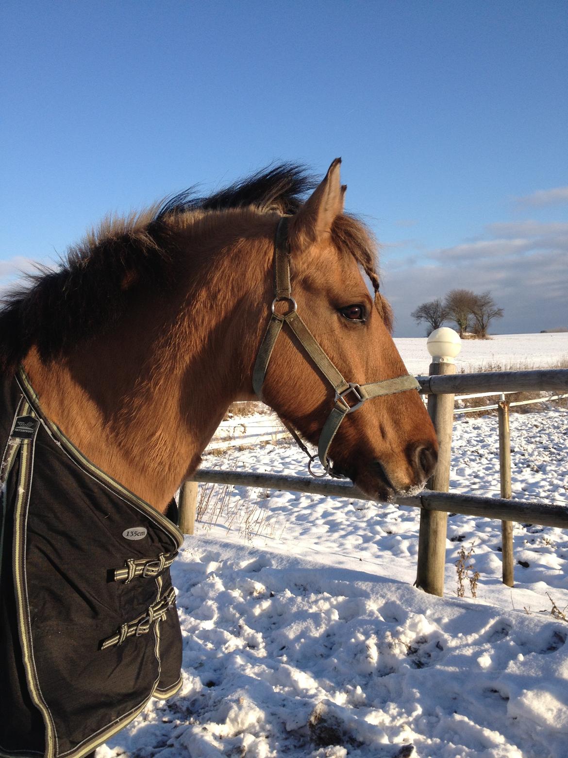 Anden særlig race Åbygårds Tornado billede 17