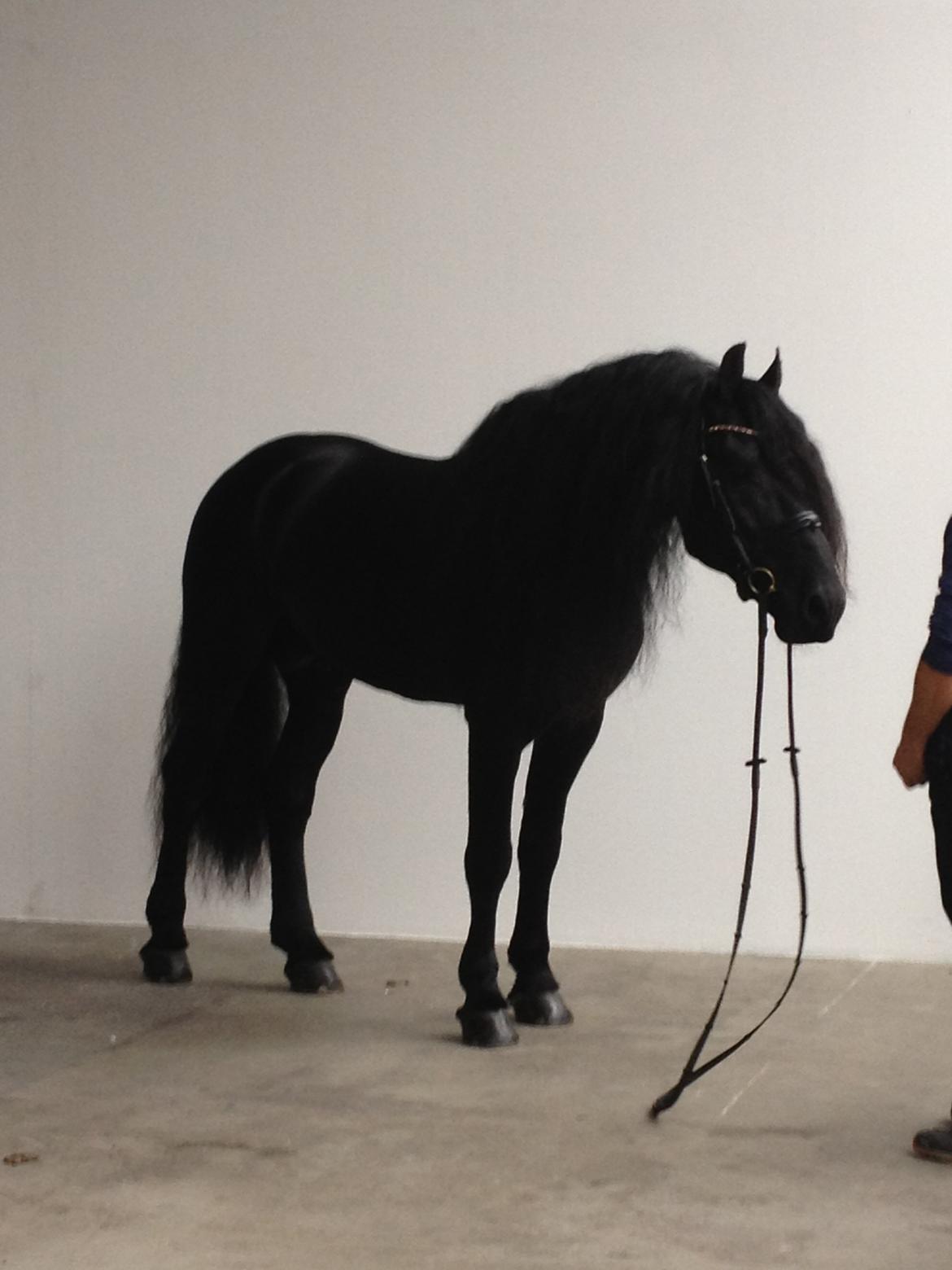 Frieser Tamke af søndergård billede 15