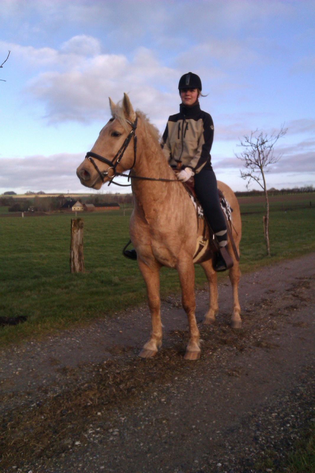 Palomino Moonlight  [Solgt] billede 1