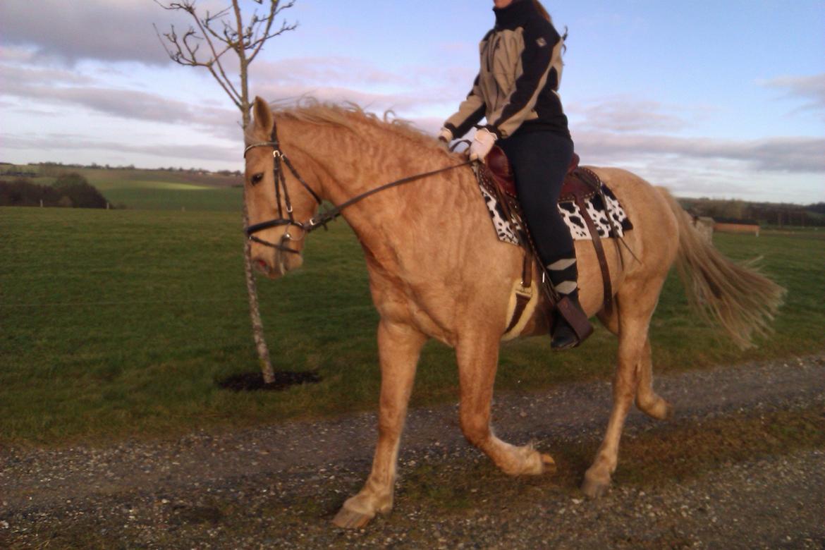 Palomino Moonlight  [Solgt] billede 4