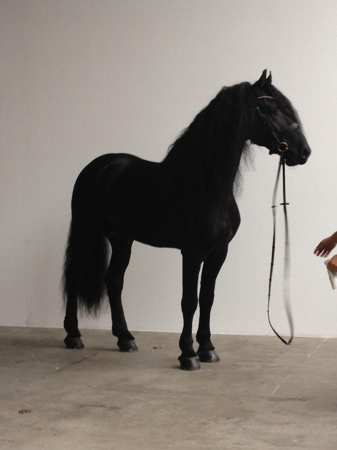 Frieser Tamke af søndergård billede 5