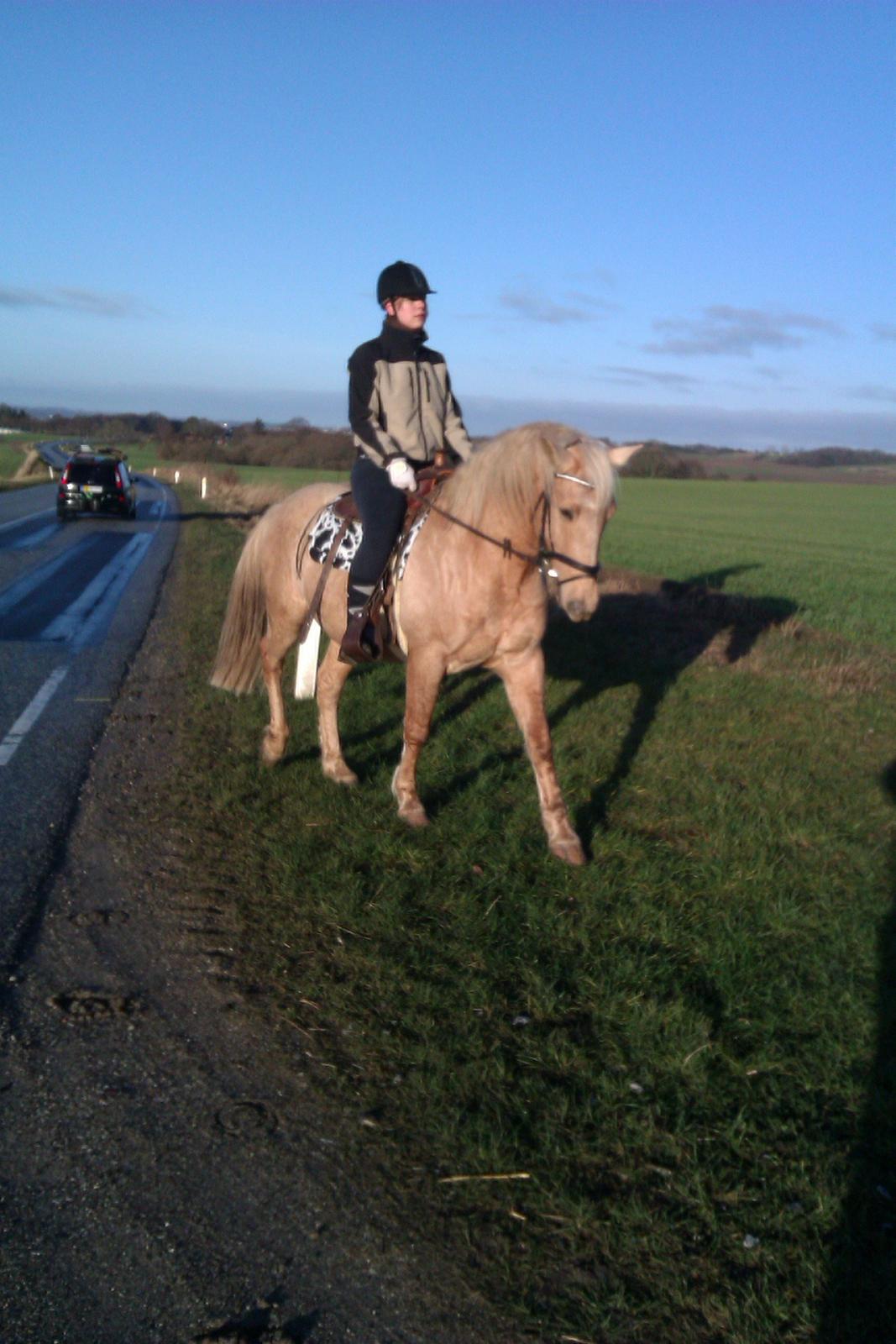 Palomino Moonlight  [Solgt] billede 5