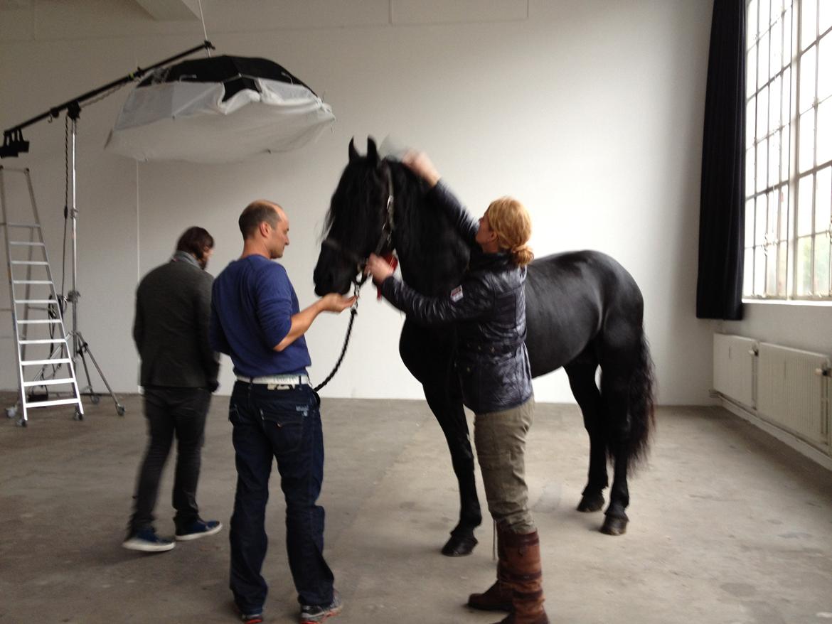 Frieser Tamke af søndergård billede 16