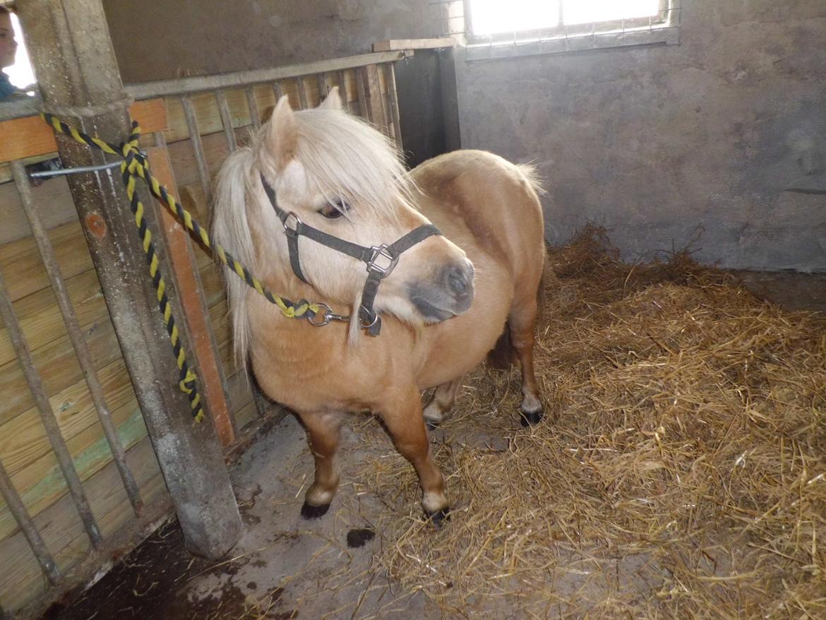 Shetlænder Junker billede 1