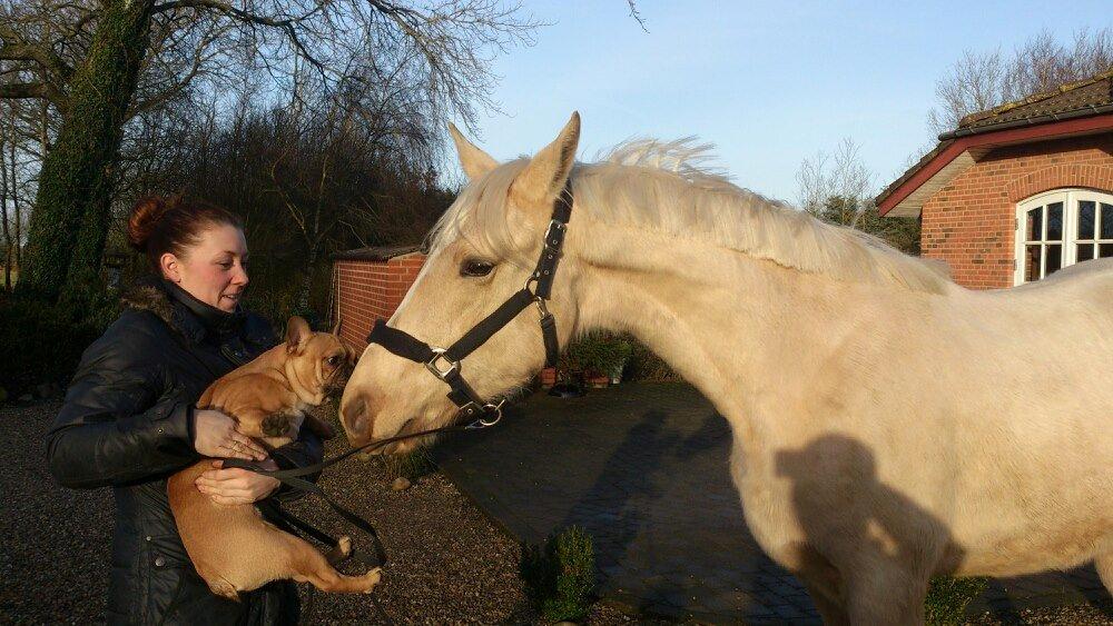 Palomino Klitgaards Marti billede 1